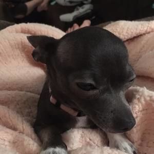 Meet your Posher, Lexi